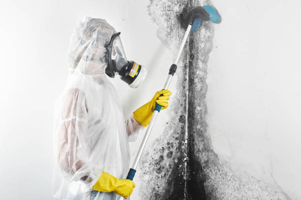 Best Crawl Space Mold Remediation  in La Vista, NE